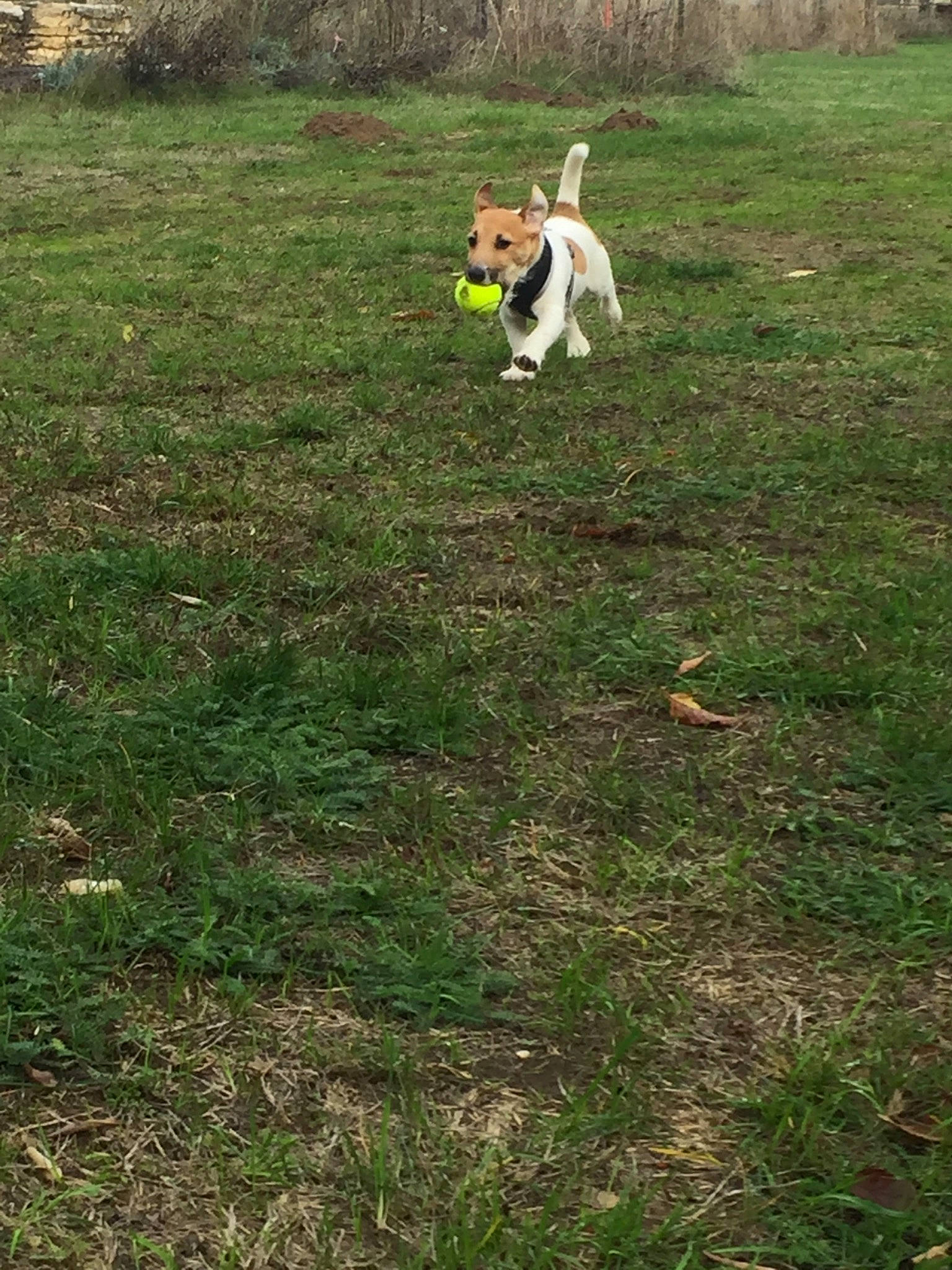 Océan participe au concours pour gagner de l'argent avec cette photo : beagle, canidae, carnivore, companion_dog, danish_swedish_farmdog, dog, dog_breed, dog_walking, fox_terrier, grass, green, jack_russell_terrier, lawn, parson_russell_terrier, pasture, russell_terrier, sporting_group, tail, terrier, treeing_walker_coonhound