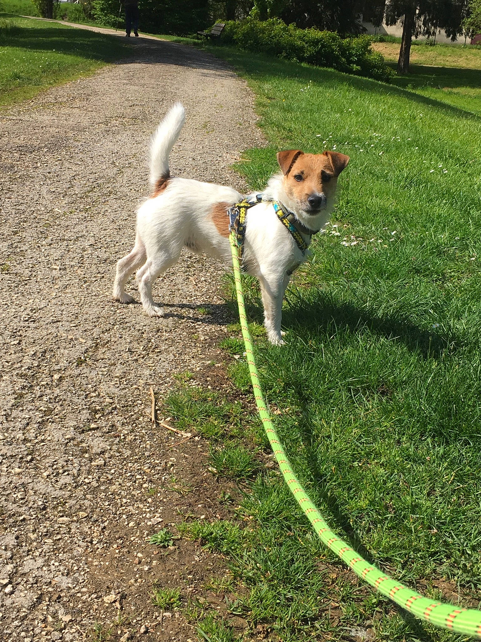 Océan participe au concours pour gagner de l'argent avec cette photo : canidae, carnivore, companion_dog, dog, dog_breed, dog_walking, grass, jack_russell_terrier, leash, mammal, parson_russell_terrier, russell_terrier, smooth_fox_terrier, tail, tenterfield_terrier, terrier, vertebrate