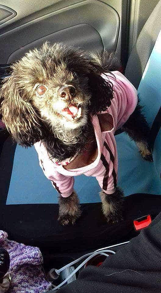 Nina a rejoint le concours — aidez-le/la à gagner de superbes lots ! bolonka, canidae, carnivore, cockapoo, companion_dog, dog, dog_breed, dog_clothes, miniature_poodle, non_sporting_group, poodle, schnoodle, shih_tzu, toy_dog, toy_poodle