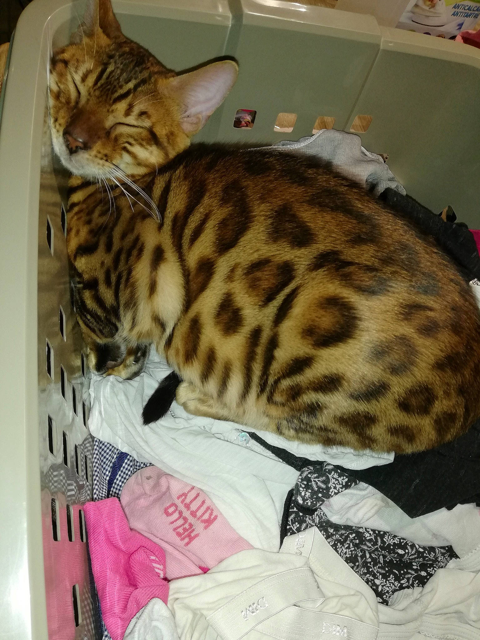 Prince participe au concours pour gagner de l'argent avec cette photo : american_shorthair, asian, australian_mist, bengal, california_spangled, carnivore, cat, domestic_short_haired_cat, dragon_li, egyptian_mau, european_shorthair, felidae, kitten, mammal, ocicat, small_to_medium_sized_cats, tabby_cat, toyger, vertebrate, whiskers