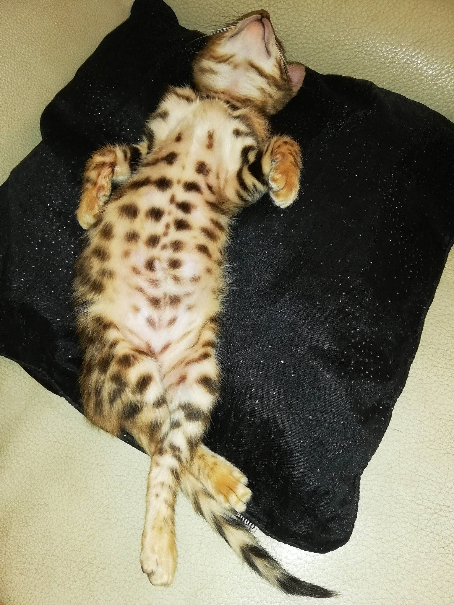 Prince a rejoint le concours — aidez-le/la à gagner de superbes lots ! american_shorthair, asian, bengal, carnivore, cat, egyptian_mau, fawn, felidae, fur, kitten, mammal, ocicat, savannah, small_to_medium_sized_cats, whiskers