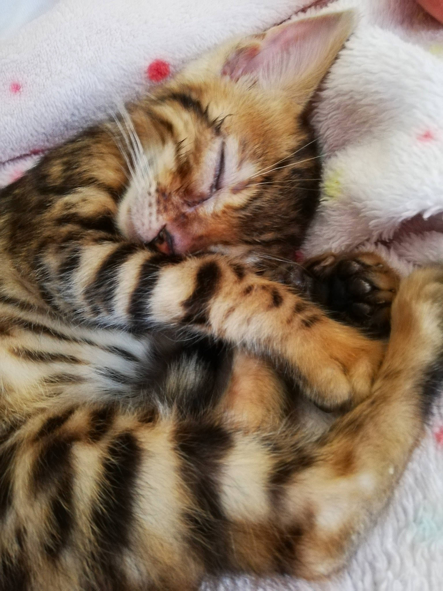 Prince participe au concours pour gagner de l'argent avec cette photo : american_shorthair, asian, bengal, carnivore, cat, dragon_li, egyptian_mau, european_shorthair, felidae, fur, kitten, mammal, nap, sleep, small_to_medium_sized_cats, sokoke, tabby_cat, toyger, vertebrate, whiskers