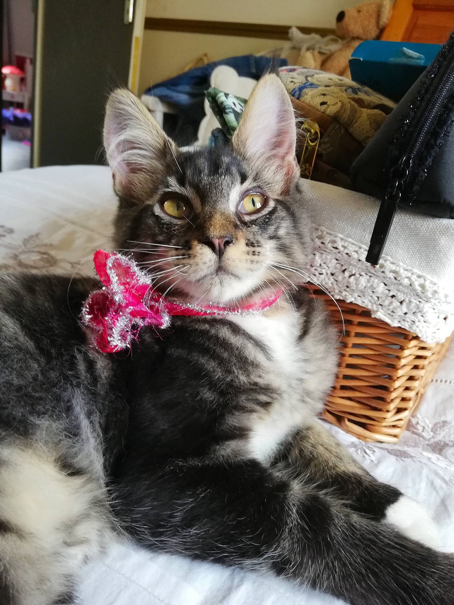 Pistache participe au concours pour gagner de l'argent avec cette photo : aegean_cat, american_shorthair, american_wirehair, asian, carnivore, cat, domestic_short_haired_cat, ear, european_shorthair, felidae, fur, kitten, maine_coon, mammal, norwegian_forest_cat, sitting, small_to_medium_sized_cats, tabby_cat, vertebrate, whiskers