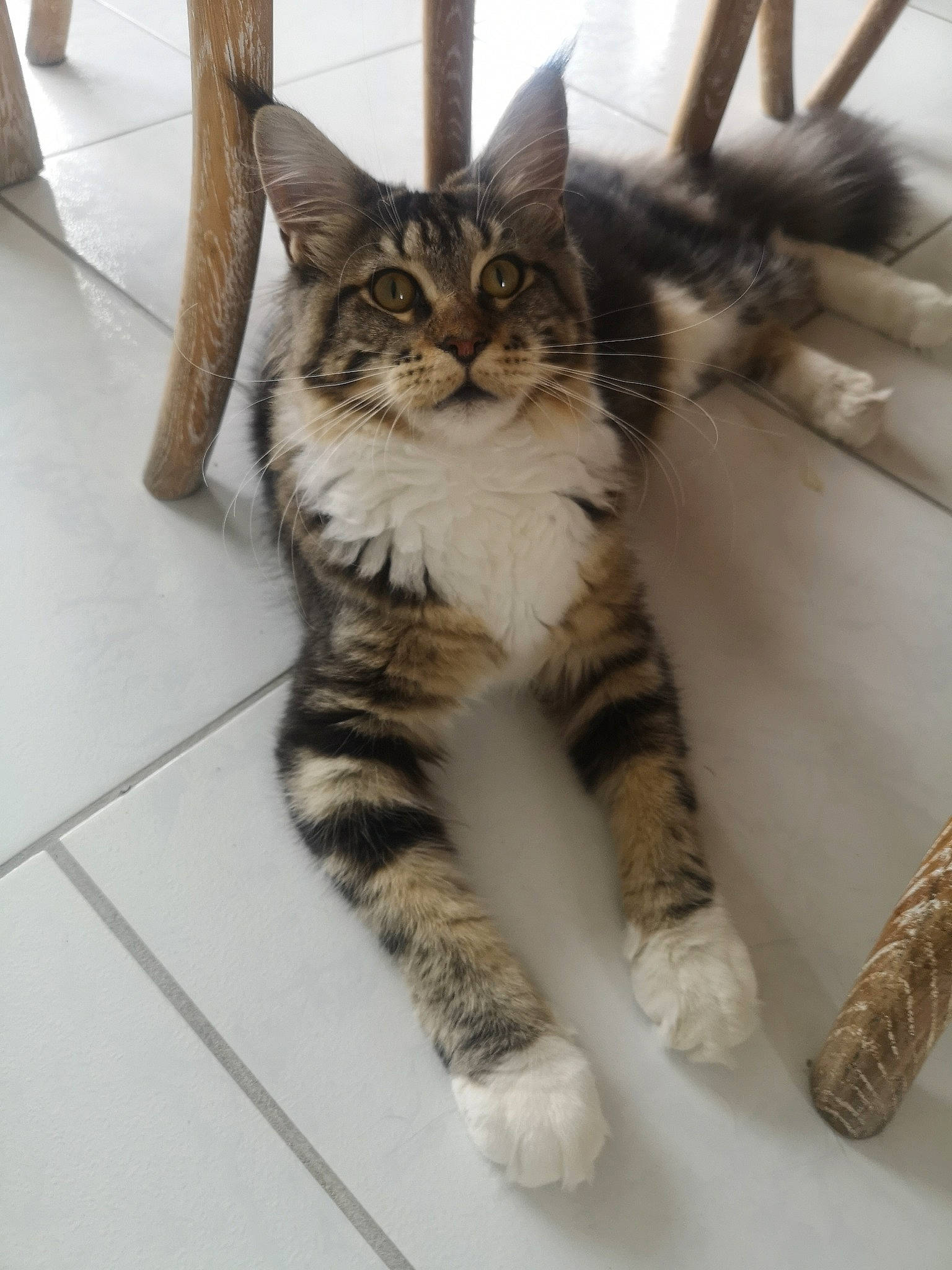 Sweety Sushi a rejoint le concours — aidez-le/la à gagner de superbes lots ! carnivore, cat, claw, comfort, domestic_short_haired_cat, fawn, felidae, flooring, foot, fur, maine_coon, paw, small_to_medium_sized_cats, snout, tail, terrestrial_animal, whiskers, wood