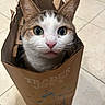 animal, brown, cat, close_up, container, curious, cute, ears, face, feline, floor, indoor, mischievous, paper_bag, pet, tile, trader_joes, whiskers, white, wide_eyes