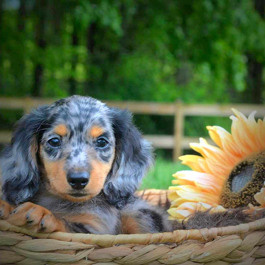 Daisy joined the competition — help win amazing prizes! animal, basket, canine, cockerspaniel, daisy, dog, flower, flowerarrangement, grass, herbal, herbs, hound, outdoors, pet, petal, photography, plant, puppy, summer, sunflower
