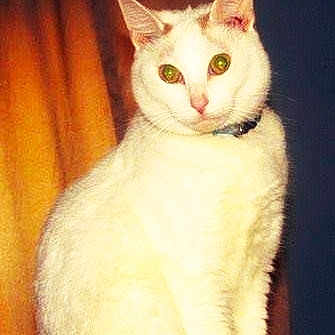 Ryan joined the competition — help win amazing prizes! aegean_cat, american_wirehair, asian, australian_mist, burmilla, carnivoran, cat, cat_like_mammal, domestic_short_haired_cat, european_shorthair, fauna, fur, german_rex, japanese_bobtail, khao_manee, small_to_medium_sized_cats, tail, turkish_angora, turkish_van, whiskers