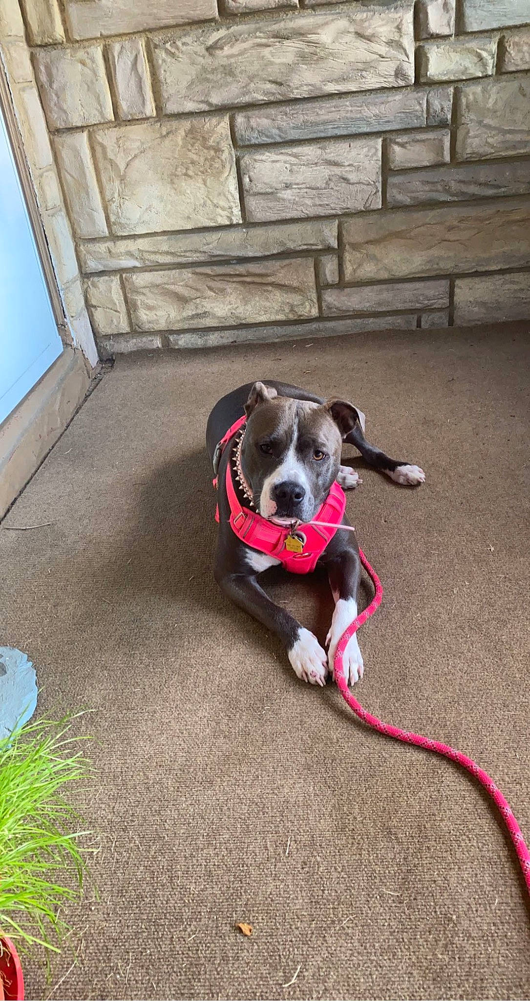 Zoe joined the competition — help win amazing prizes! carnivore, collar, companion_dog, dog, dog_breed, dog_clothes, dog_collar, dog_supply, fashion_accessory, fawn, floor, flooring, leash, mammal, pet_supply, plant, sidewalk, snout, sporting_group, tail