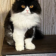 Willow is registered to the contest to win money with this photo: animal, black_and_white, cat, closeup, ears, fluffy, front_view, fur, furniture, golden_eyes, indoors, longhaired, paws, pet, portrait, serious_expression, sitting, tuxedo_cat, whiskers, wood
