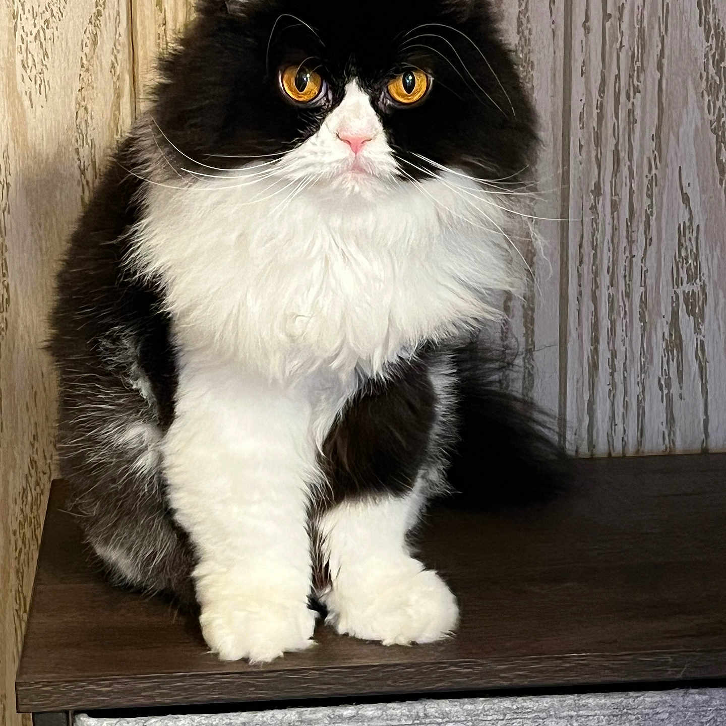 Willow