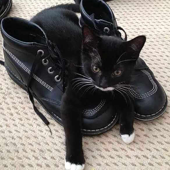 Buttons joined the competition — help win amazing prizes!