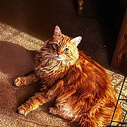 Whiskers is registered to the contest to win money with this photo: cat, ginger_cat, longhair_cat, pet, indoor, carpet, fluffy, whiskers, paws, tail, ears, eyes, looking_up, curious, portrait, cozy, warm_tone, soft_lighting, furniture_corner, cage_edge