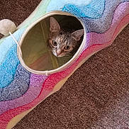 Josie Lease is registered to the contest to win money with this photo: abyssinian, animal, blanket, bodypart, cat, clothing, footwear, hardwood, homedecor, indoors, interiordesign, kitten, manx, person, pet, quilt, siamese, toe, towel, wood