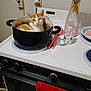 Ethan Lease joined the competition — help win amazing prizes! cat, kitten, cooking_pot, stove, stovetop, kitchen, vase, flowers, water_bottle, utensils, pink_utensils, oven, towel, countertop, indoor, pet, orange_cat, white_cat, sitting, pot_handle