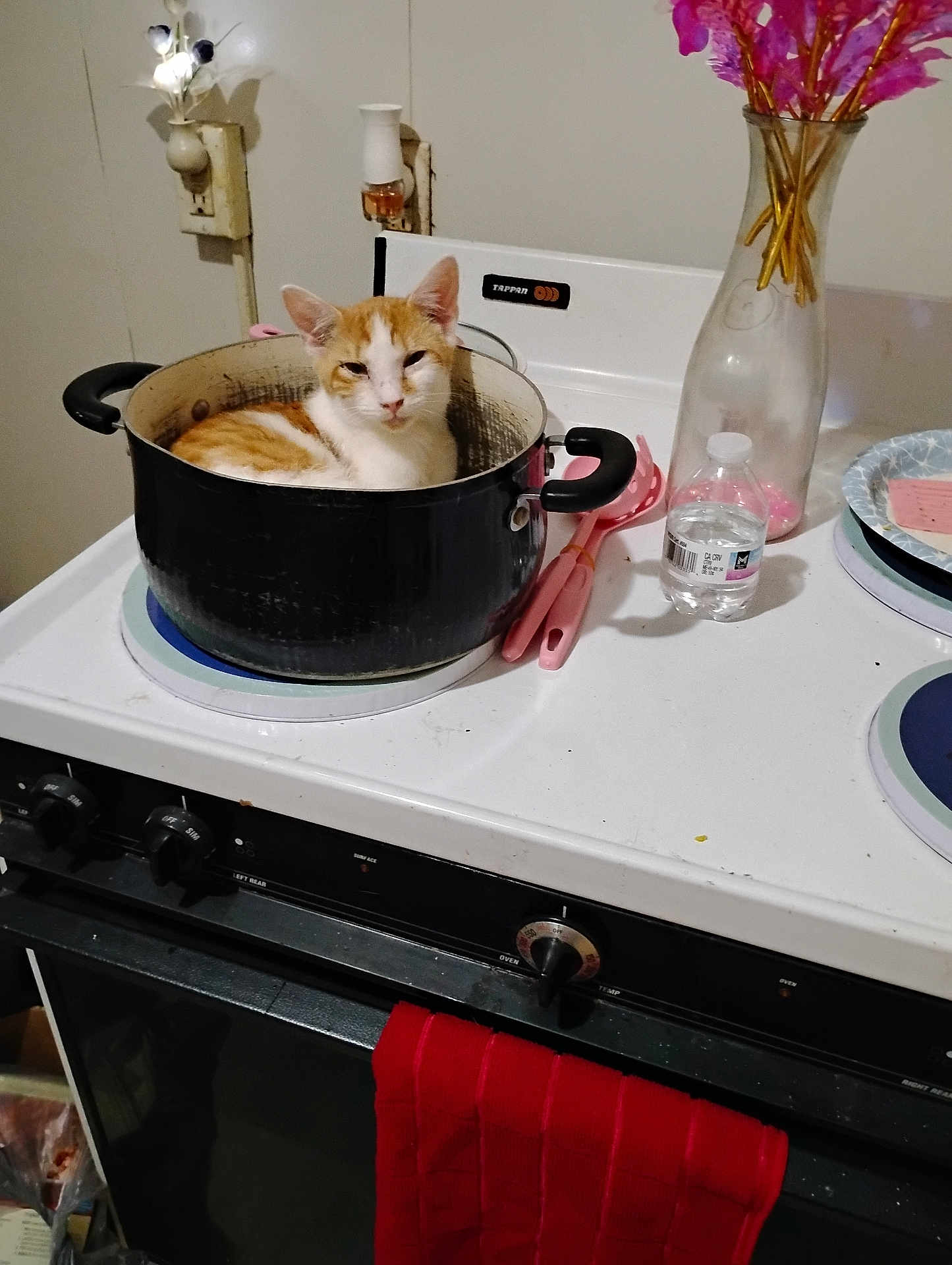 Ethan Lease joined the competition — help win amazing prizes! cat, kitten, cooking_pot, stove, stovetop, kitchen, vase, flowers, water_bottle, utensils, pink_utensils, oven, towel, countertop, indoor, pet, orange_cat, white_cat, sitting, pot_handle