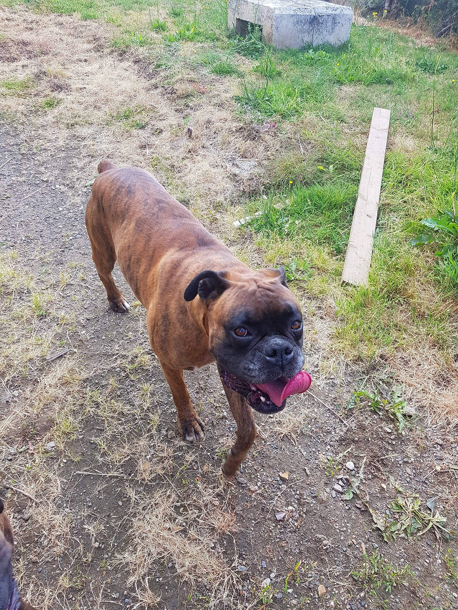 Java participe au concours pour gagner de l'argent avec cette photo : ancient_dog_breeds, boxer, canidae, carnivore, cemetery, companion_dog, dog, dog_breed, fawn, grass, guard_dog, molosser, non_sporting_group, plant, snout, soil, sporting_group, working_animal, working_dog, wrinkle