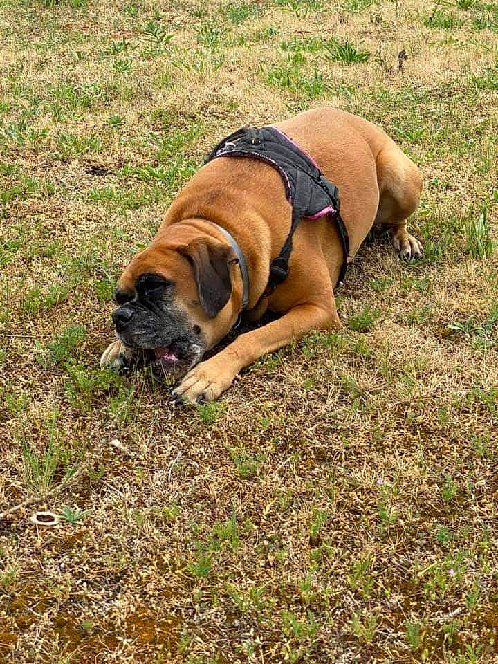 Java a rejoint le concours — aidez-le/la à gagner de superbes lots ! biting, bulldog, canidae, carnivore, collar, companion_dog, dog, dog_breed, dog_collar, dog_supply, fawn, grass, plant, snout, sporting_group, tail, terrestrial_animal, working_animal, working_dog, wrinkle