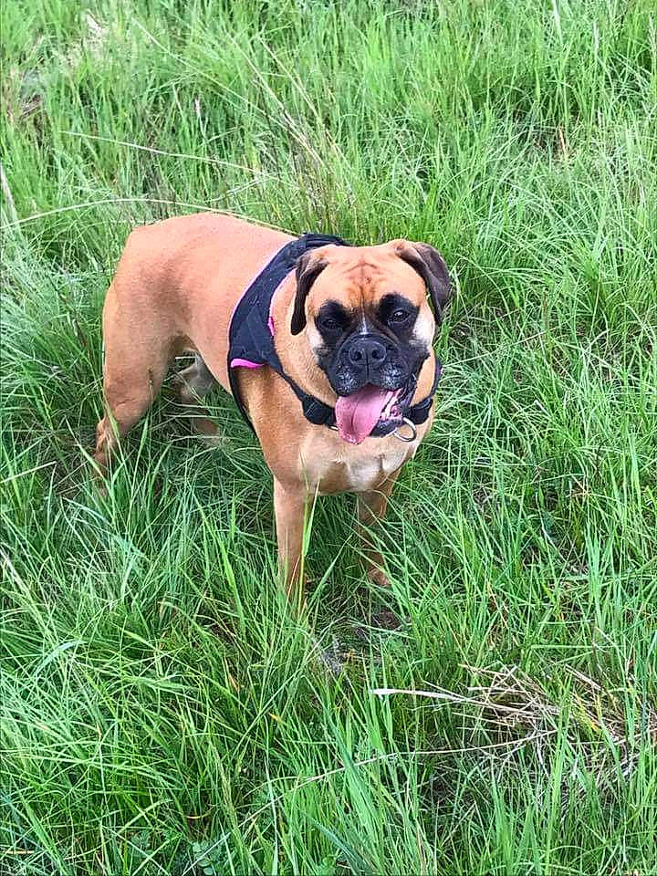 Java a rejoint le concours — aidez-le/la à gagner de superbes lots ! canidae, carnivore, companion_dog, dog, dog_breed, fawn, grass, grassland, guard_dog, molosser, plant, prairie, puggle, puppy, snout, sporting_group, terrestrial_animal, working_animal, working_dog, wrinkle