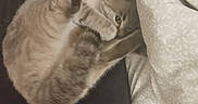Alma a rejoint le concours — aidez-le/la à gagner de superbes lots ! cat, feline, pet, animal, curled_up, sleeping, cozy, fur, striped, paw, blanket, fabric, resting, indoor, cute, small, domestic, whiskers, relaxed, soft