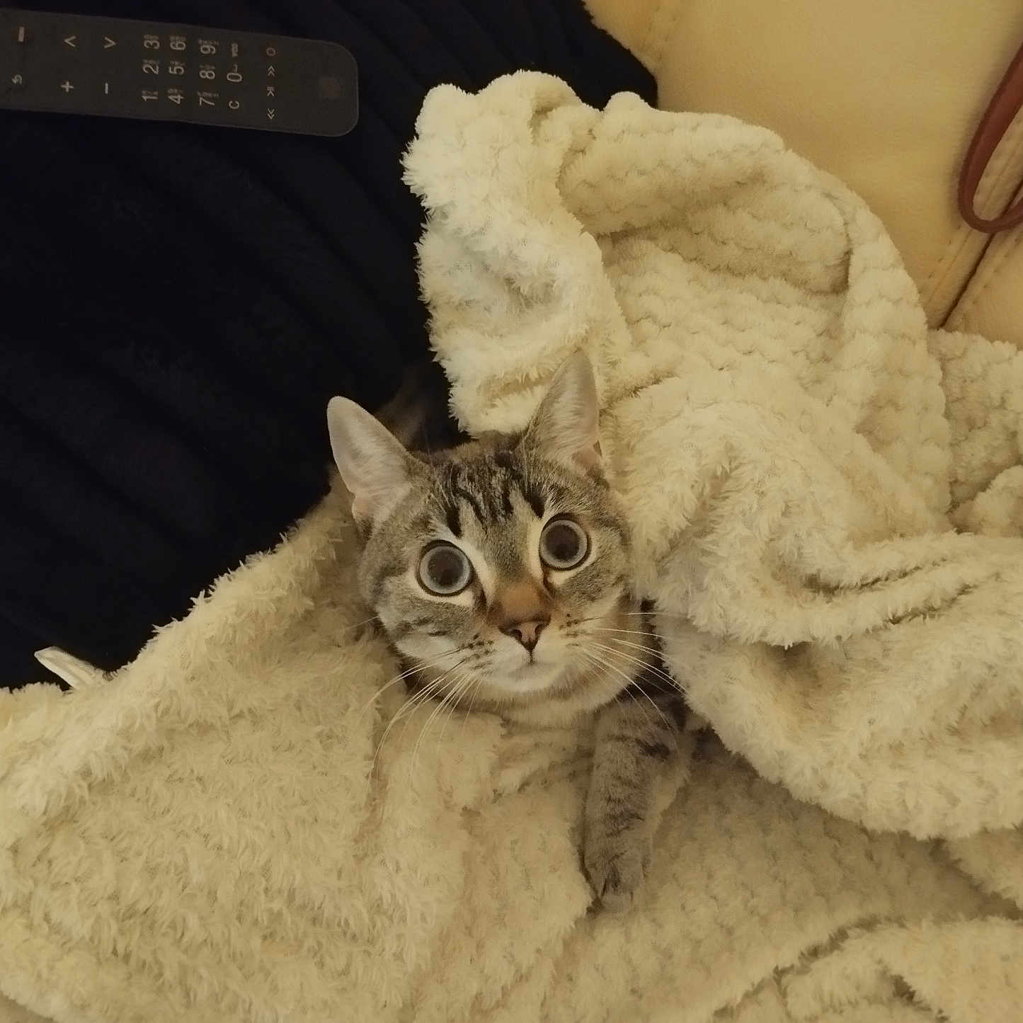 Alma a rejoint le concours — aidez-le/la à gagner de superbes lots ! cat, blanket, cozy, wide_eyes, fur, indoor, cushion, remote_control, home, pet, curious, resting, comfort, animal, tabby, soft_texture, furniture, close_up, cute, relaxed
