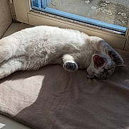 Alma a rejoint le concours — aidez-le/la à gagner de superbes lots ! cat, feline, yawning, stretching, window, blanket, sunlight, cozy, indoor, pet, fur, relaxing, paw, mouth_open, resting, home, animal, cute, sleepy, daylight