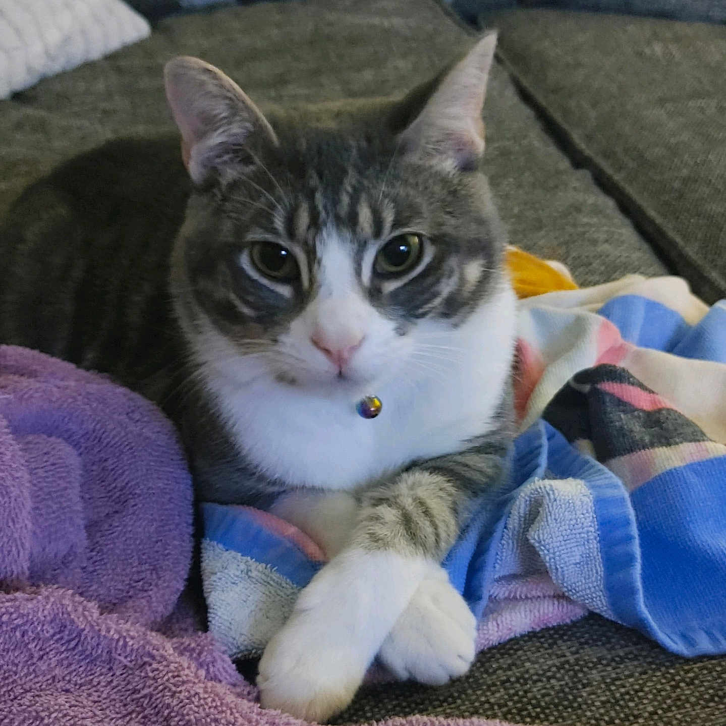 Miss Beans joined the competition — help win amazing prizes! bell, blanket, cat, closeup, collar, comfortable, couch, cozy, crossed_legs, domestic_animal, feline, fur, indoor, pet, relaxed, resting, tabby_cat, towel, whiskers, white_paws