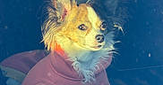 Honey is registered to the contest to win money with this photo: alert, animal, canine, car_interior, casual, cozy, curious, cute, dog, fur, indoors, pet, pink_clothing, portrait, seat, seated, small_dog, sunlight, sweater, window