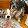 Honey joined the competition — help win amazing prizes! animal, bath, black, brown, close_up, curious, cute, dog, expression, floor, fur, indoors, pet, playful, small_dog, towel, two_dogs, wet, white, wooden_floor