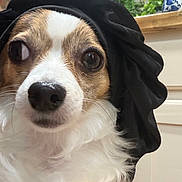 Honey is registered to the contest to win money with this photo: animal, background, black_cloth, brown_and_white, close_up, curious, cute, decor, dog, expression, face, fur, indoor, looking_sideways, nose, pet, plant, portrait, small_dog, whiskers