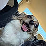 Honey is registered to the contest to win money with this photo: animal, brown_fur, canine, car_interior, closeup, daylight, dog, ears, excited, face, fluffy_fur, happy, panting, pet, portrait, seat, small_dog, tongue_out, white_fur, window