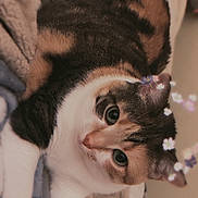 Jane joined the competition — help win amazing prizes! cat, pet, animal, feline, tabby, white_fur, blanket, indoor, cute, cozy, relaxed, soft_texture, close_up, portrait, whiskers, ears, eyes, fur, resting, digital_filter