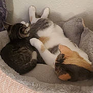 Halsey is registered to the contest to win money with this photo: animal, calico, cat, cats, comfort, companion, cozy, cute, domestic, feline, fur, home, indoor, pet_bed, relaxed, resting, sleeping, snuggling, soft, tabby