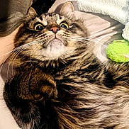 Fluffy joined the competition — help win amazing prizes! cat, tabby, wide_eyes, whiskers, fur, pet, toy, green, soft_surface, lying_down, close_up, indoor, cute, fluffy, animal, domestic, resting, alert, face, paw