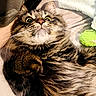 cat, tabby, wide_eyes, whiskers, fur, pet, toy, green, soft_surface, lying_down, close_up, indoor, cute, fluffy, animal, domestic, resting, alert, face, paw