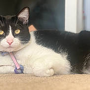 Domino joined the competition — help win amazing prizes! cat, tuxedo_cat, indoor, carpet, lying_down, close_up, pet, animal, feline, whiskers, collar, black_and_white, golden_eyes, fur, relaxed, cute, domestic_cat, portrait, soft_focus, cozy