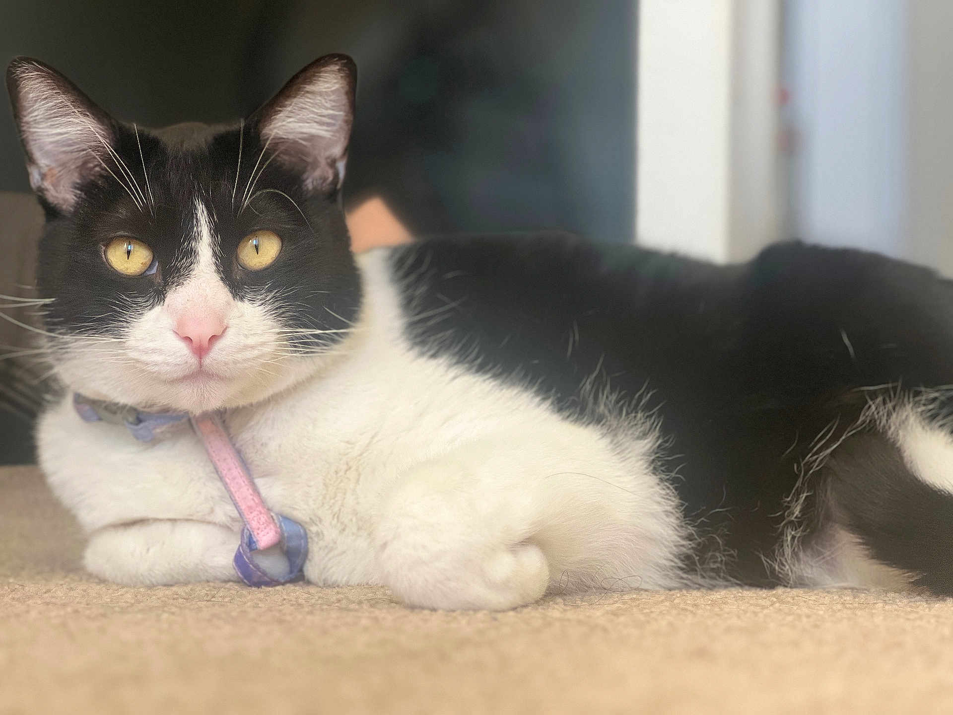 Domino joined the competition — help win amazing prizes! cat, tuxedo_cat, indoor, carpet, lying_down, close_up, pet, animal, feline, whiskers, collar, black_and_white, golden_eyes, fur, relaxed, cute, domestic_cat, portrait, soft_focus, cozy