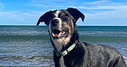 Ginger a rejoint le concours — aidez-le/la à gagner de superbes lots ! dog, beach, ocean, sand, waves, sky, clouds, water, canine, collar, animal, outdoor, summer, pet, happy, sunlight, nature, mammal, shore, playful