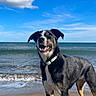 dog, beach, ocean, sand, waves, sky, clouds, water, canine, collar, animal, outdoor, summer, pet, happy, sunlight, nature, mammal, shore, playful