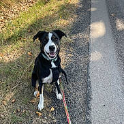 Ginger participe au concours pour gagner de l'argent avec cette photo : dog, leash, grass, gravel, path, outdoor, sunlight, shadow, happy, sitting, collar, black_coat, white_coat, animal, pet, nature, road, summer, canine, sidewalk