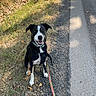 dog, leash, grass, gravel, path, outdoor, sunlight, shadow, happy, sitting, collar, black_coat, white_coat, animal, pet, nature, road, summer, canine, sidewalk