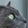 Cookie a rejoint le concours — aidez-le/la à gagner de superbes lots ! cat, gray_cat, close_up, profile, green_eyes, whiskers, fur, pet, animal, domestic_cat, curious, portrait, face, looking, side_view, indoor, soft_light, sharp, detailed, background_blur