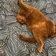 Cookie participe au concours pour gagner de l'argent avec cette photo : cat, brown_cat, pet, lying_down, upside_down, relaxed, fur, whiskers, bed, blanket, pattern, leaf_pattern, indoor, cozy, cute, animal, domestic_cat, feline, resting, sleepy