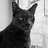 Cookie participe au concours pour gagner de l'argent avec cette photo : cat, animal, pet, feline, whiskers, ears, window, black_and_white, portrait, close_up, indoor, fur, face, eyes, nose, serious, looking_away, sitting, domestic, quiet