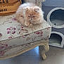cat, fluffy, cream_colored, armchair, vintage, floral_pattern, furniture, cat_condo, cozy, indoor, pet, relaxed, cute, animal, floor_tiles, decor, resting, feline, home, soft_lighting