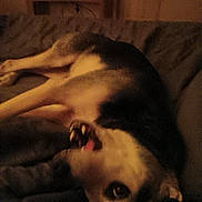 Hazel is registered to the contest to win money with this photo: dog, lying_down, couch, indoor, pet, canine, resting, fur, animal, cozy, dim_light, living_room, looking_up, sleepy, closeup, companion, domestic, relaxed, portrait, furniture