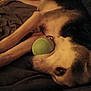 Hazel is registered to the contest to win money with this photo: dog, ball, pet, lying_down, mouth, fur, indoor, cozy, relaxed, animal, brown, black, white, closeup, toy, playful, resting, canine, companion, bed