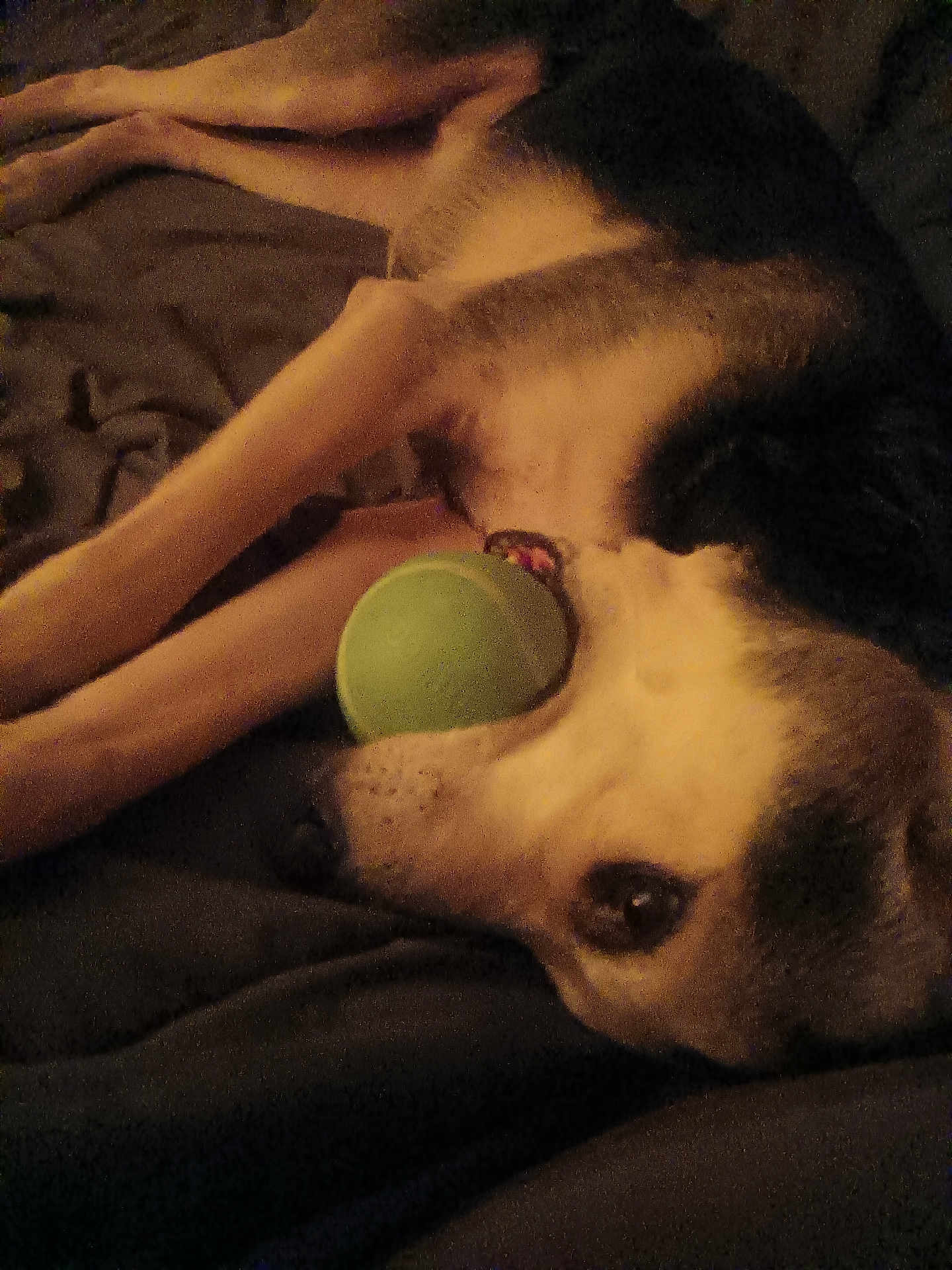 Hazel is registered to the contest to win money with this photo: dog, ball, pet, lying_down, mouth, fur, indoor, cozy, relaxed, animal, brown, black, white, closeup, toy, playful, resting, canine, companion, bed