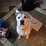 dog, white_dog, hat, cap, indoor, floor, tile_floor, pet, looking_up, curious, brown_nose, sitting, household_items, bag, soda_boxes, domestic, animal, companion, portrait, cute