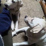 Bear is registered to the contest to win money with this photo: dog, white_dog, carpet, indoor, paw, scissors, pet, animal, floor, two_dogs, canine, resting, laying_down, domestic_animal, companion, friendship, household, furniture, brown_carpet, quiet_moment