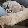 dog, canine, pet, sleeping, resting, indoor, couch, furniture, brown, blanket, collar, fur, two_dogs, relaxing, domestic_animal, companion, cozy, nap, living_room, home